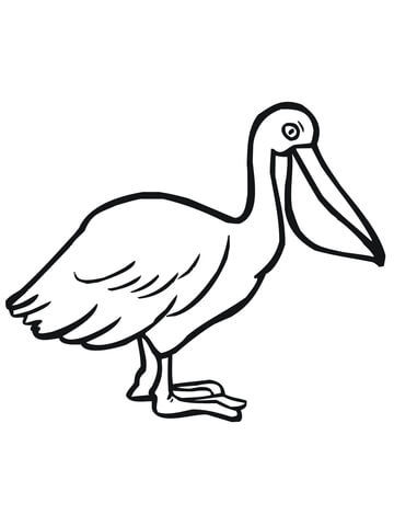 Pelican Seabird Coloring Page